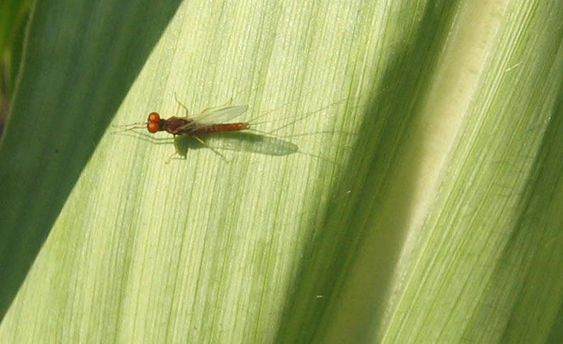 maschio di Serratella ignita - Ephemerellidae - Ravina (TN)