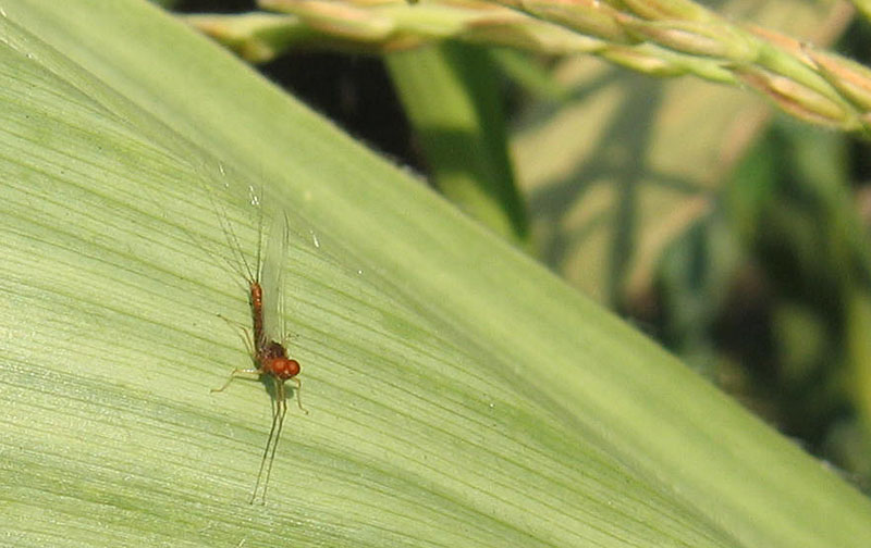 maschio di Serratella ignita - Ephemerellidae - Ravina (TN)