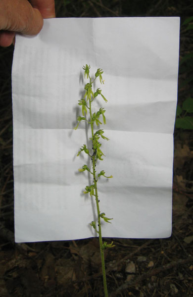 Listera ovata....dal Trentino