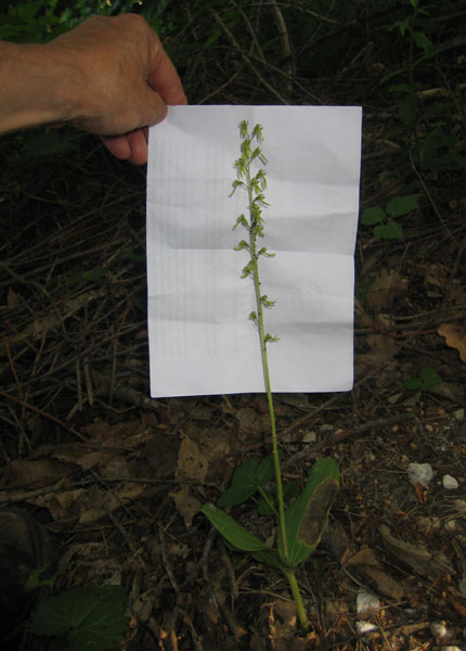 Listera ovata....dal Trentino