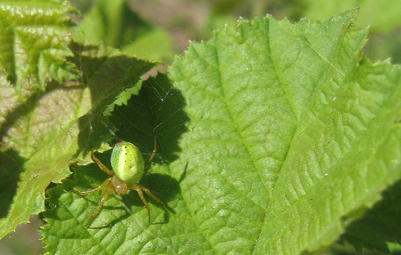 Araniella sp.