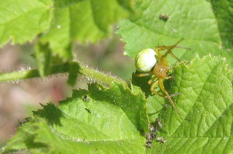 Araniella sp.