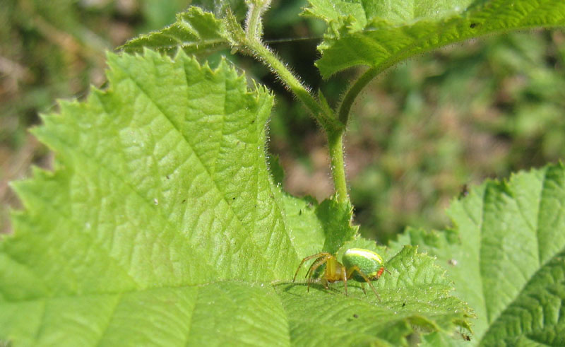 Araniella sp.