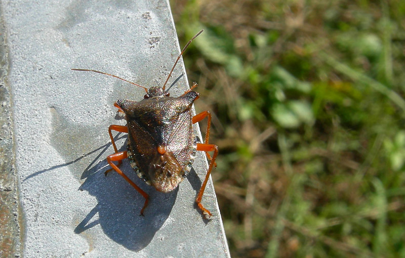 Heteroptera ?..... Pentatoma autunnale!!