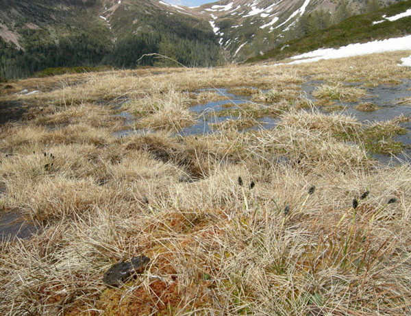 habitat......con uova, rane e tritoni