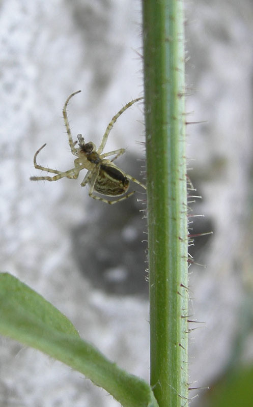 Metellina sp.