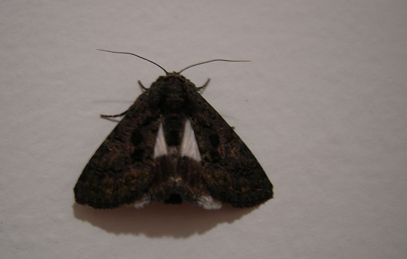 Aedia leucomelas - Nocuidae...........dal Trentino