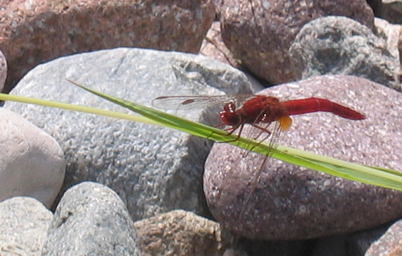 Crocothemis erythraea....dal Trentino Alto Adige