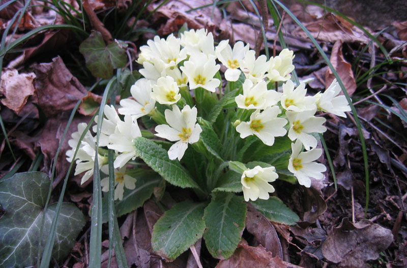 Primula vulgaris