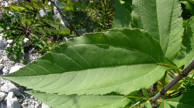 Helianthus tuberosus