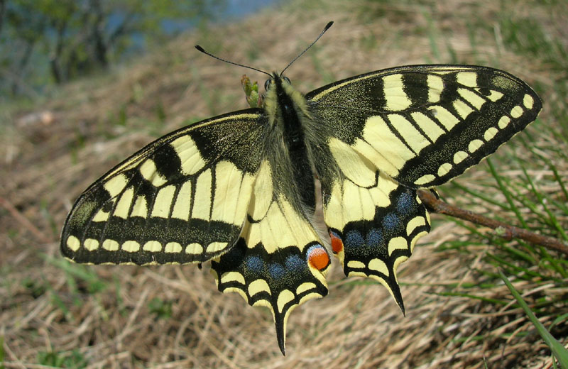 Papilio machaon - Papilionidae..........dal Trentino