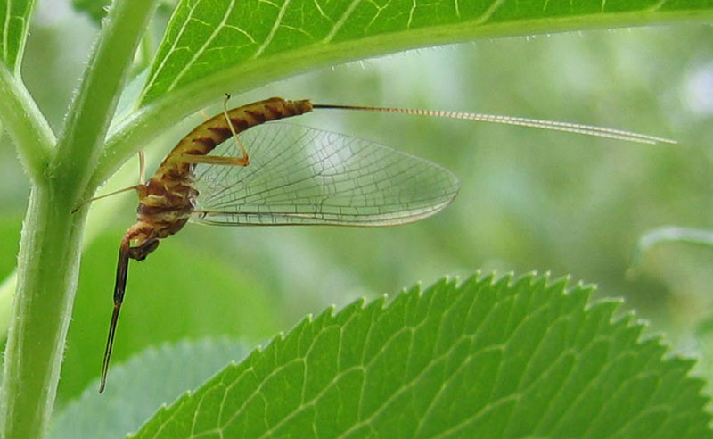 Ecdyonurus fluminum (Heptageniidae) Fiume Adige (TN)