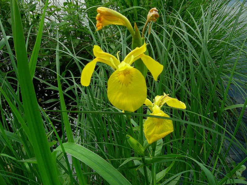 Iris pseudacorus