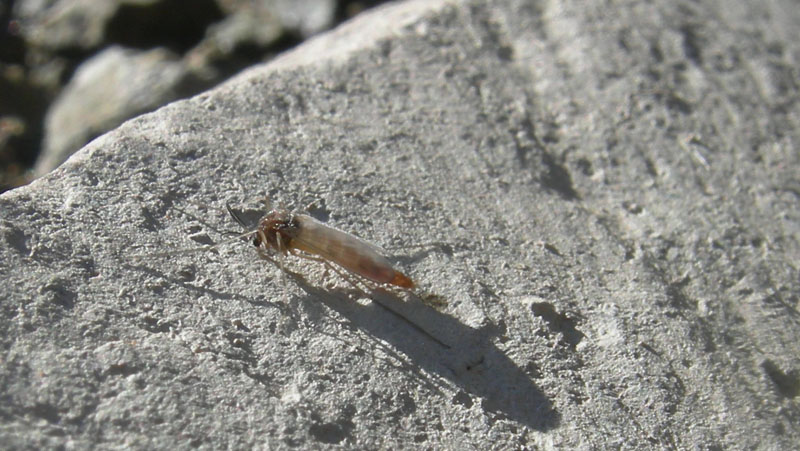 Dittero Chironomidae.