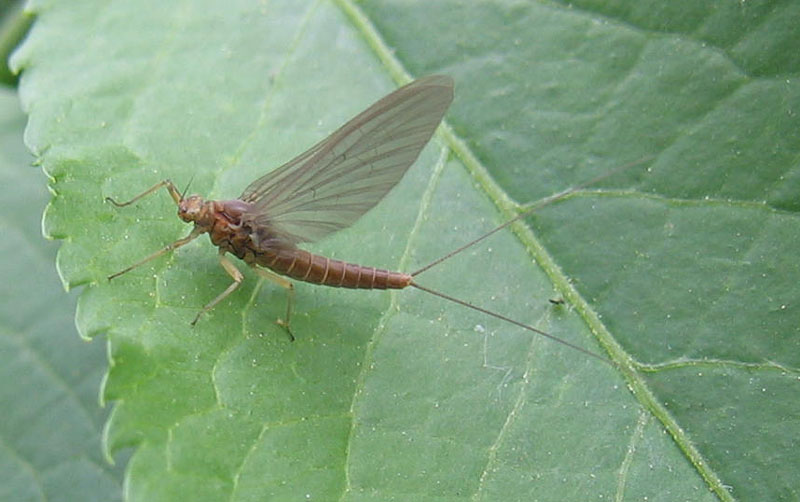 femmina di Baetis rhodani - Baetidae - Fiume Adige (TN)