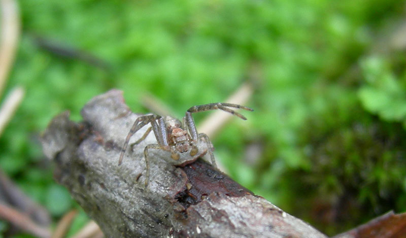 Val Gole (TN)....(Philodromidae)