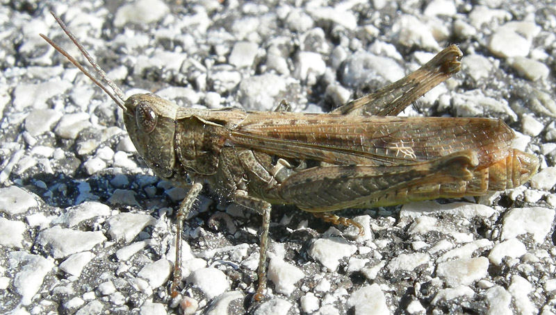 Chorthippus  brunneus - Acrididae.......dal Trentino
