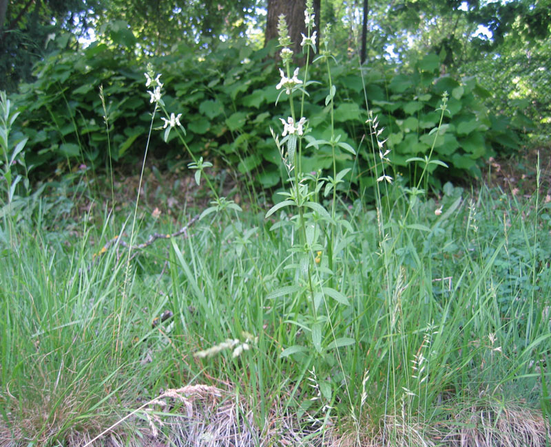 Stachys recta  / Stregona gialla