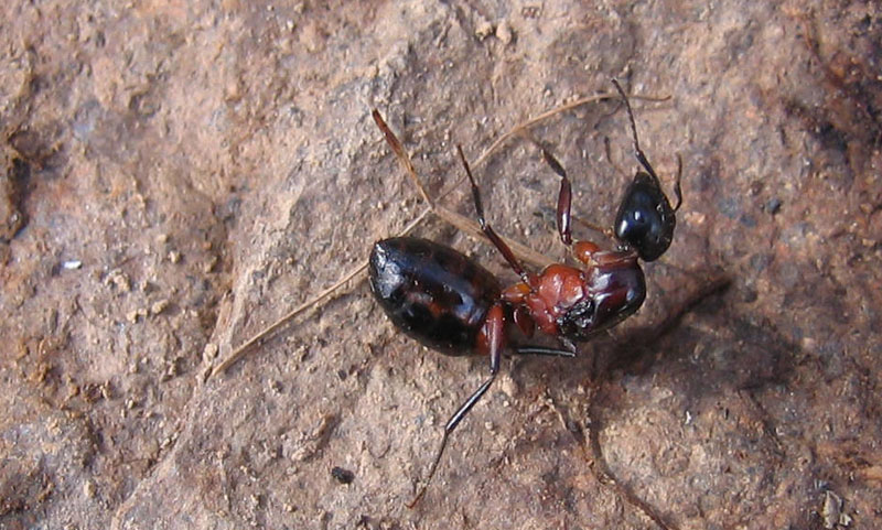 formiche giganti, uova (Camponotus sp.)