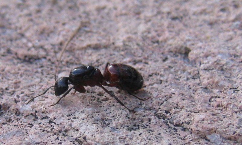 formiche giganti, uova (Camponotus sp.)