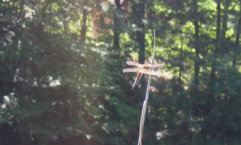 difficili da fotografare......dal Trentino