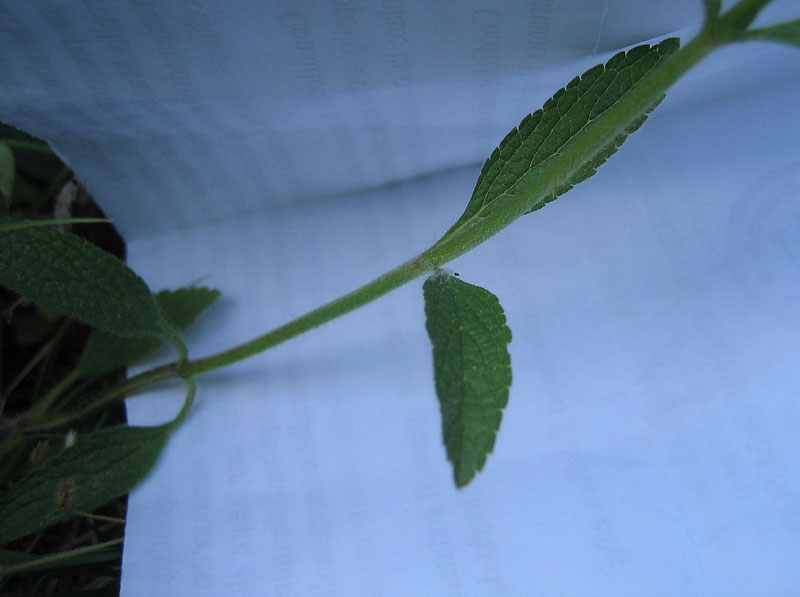 Stachys recta  / Stregona gialla