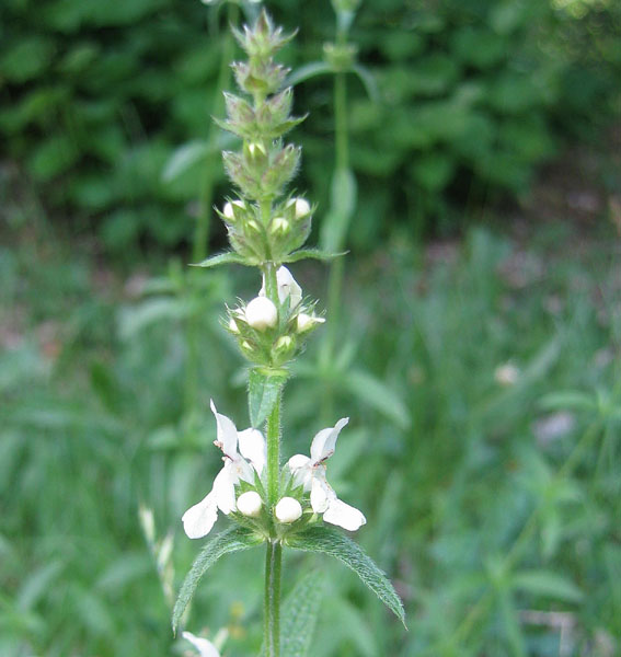 Stachys recta  / Stregona gialla