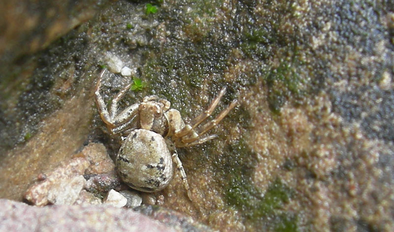 Xysticus sp.