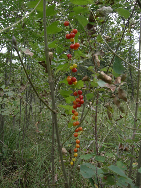 Dioscorea (=Tamus) communis / tamaro