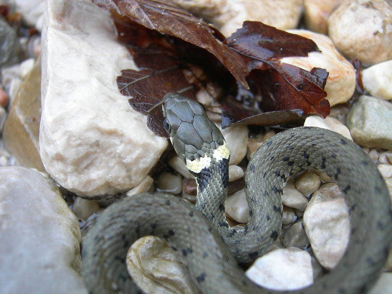 a 10 cm da una Natrix natrix....