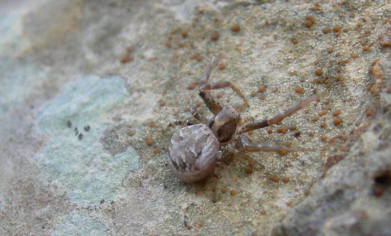 Xysticus sp.