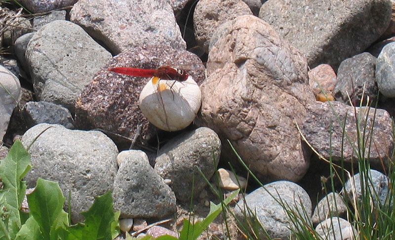 Crocothemis erythraea....dal Trentino Alto Adige