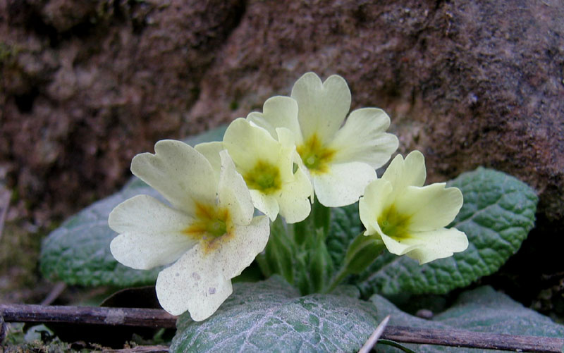 Primula vulgaris