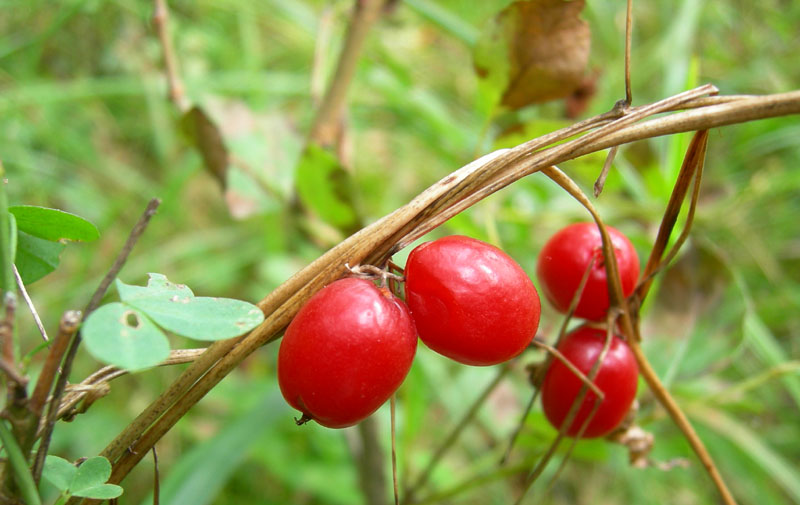 Dioscorea (=Tamus) communis / tamaro