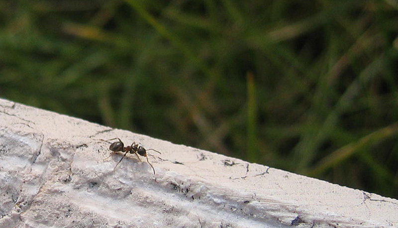 Lasius sp. e diangosi diff.  fra i generi Lasius e Formica.