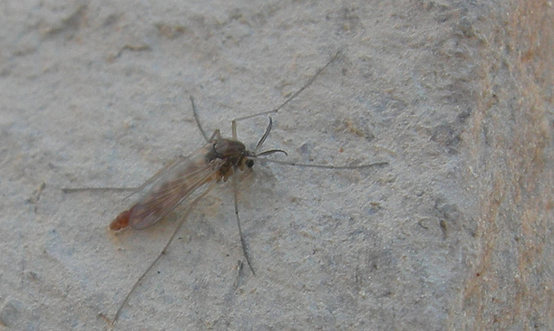 Dittero Chironomidae.