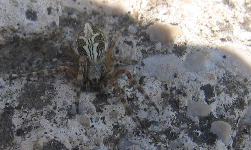 Aculepeira ceropegia