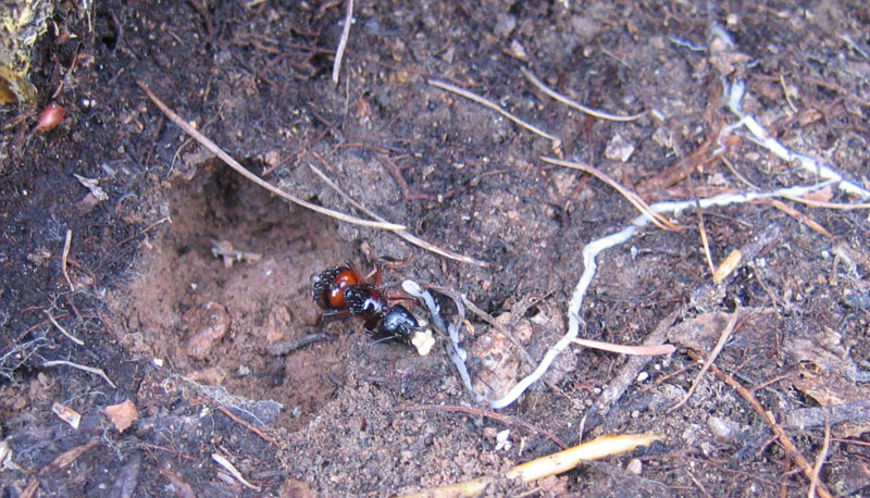 formiche giganti, uova (Camponotus sp.)