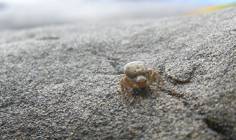 Xysticus sp.