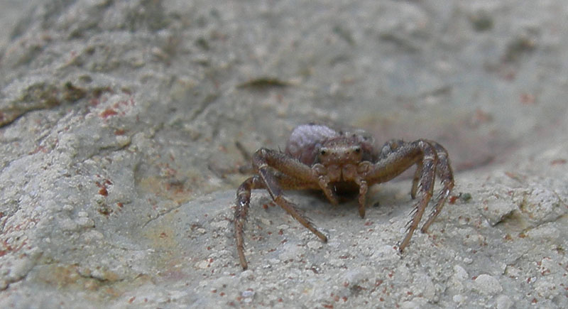 Xysticus sp.