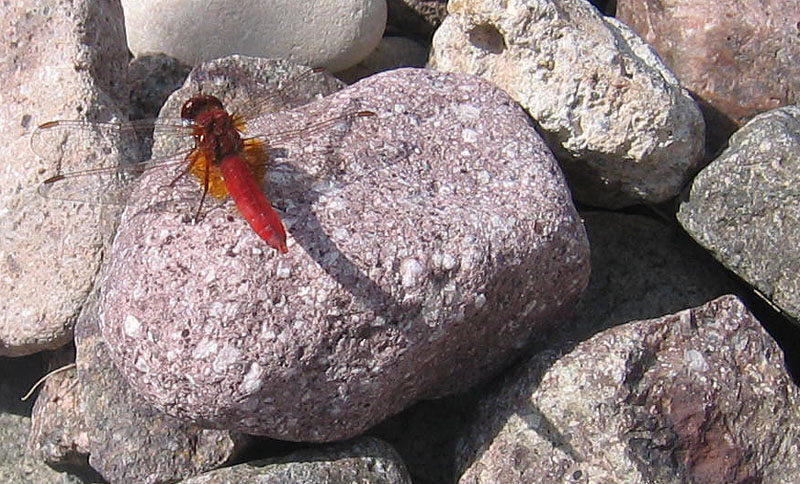 Crocothemis erythraea....dal Trentino Alto Adige