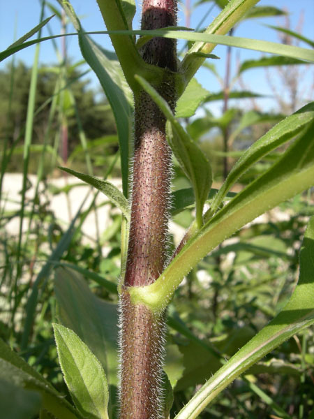 Helianthus tuberosus