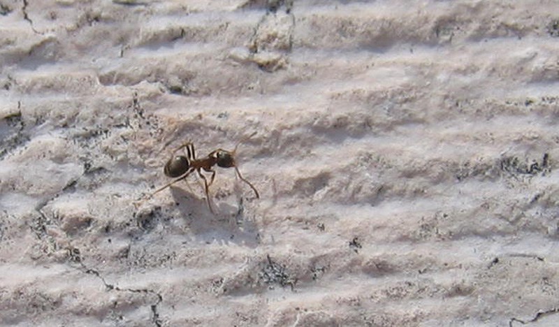 Lasius sp. e diangosi diff.  fra i generi Lasius e Formica.