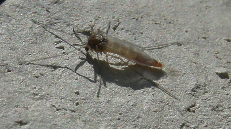 Dittero Chironomidae.