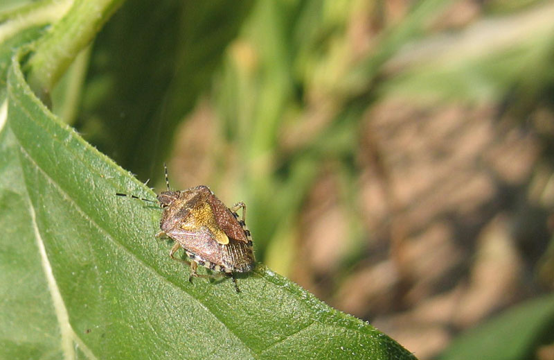 Pentatomidae: Dolycoris baccarum del Trentino