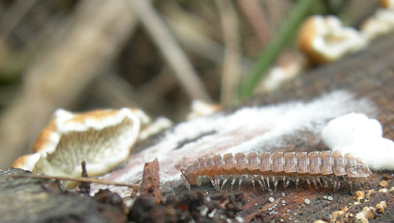 Polydesmidae