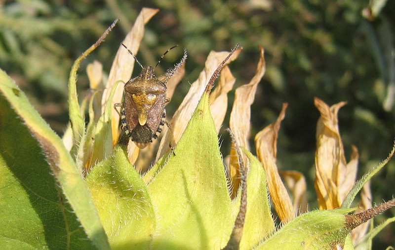 Pentatomidae: Dolycoris baccarum del Trentino