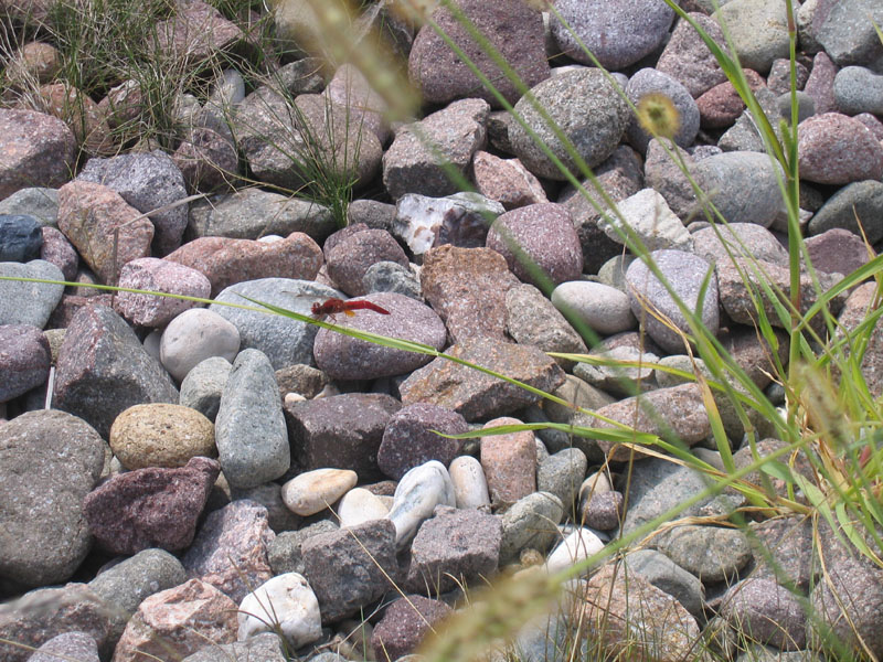 Crocothemis erythraea....dal Trentino Alto Adige