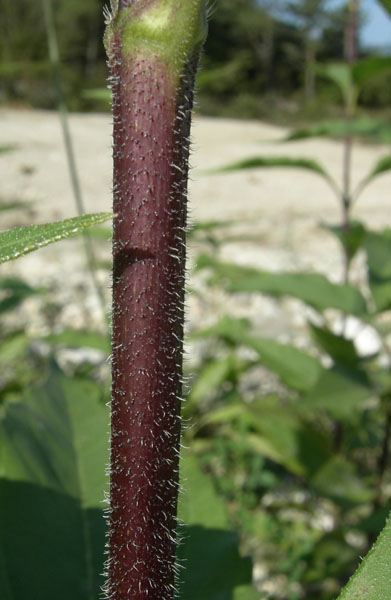 Helianthus tuberosus