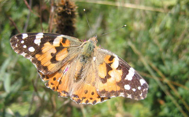 Vanessa cardui - Nymphalidae..........dal Trentino